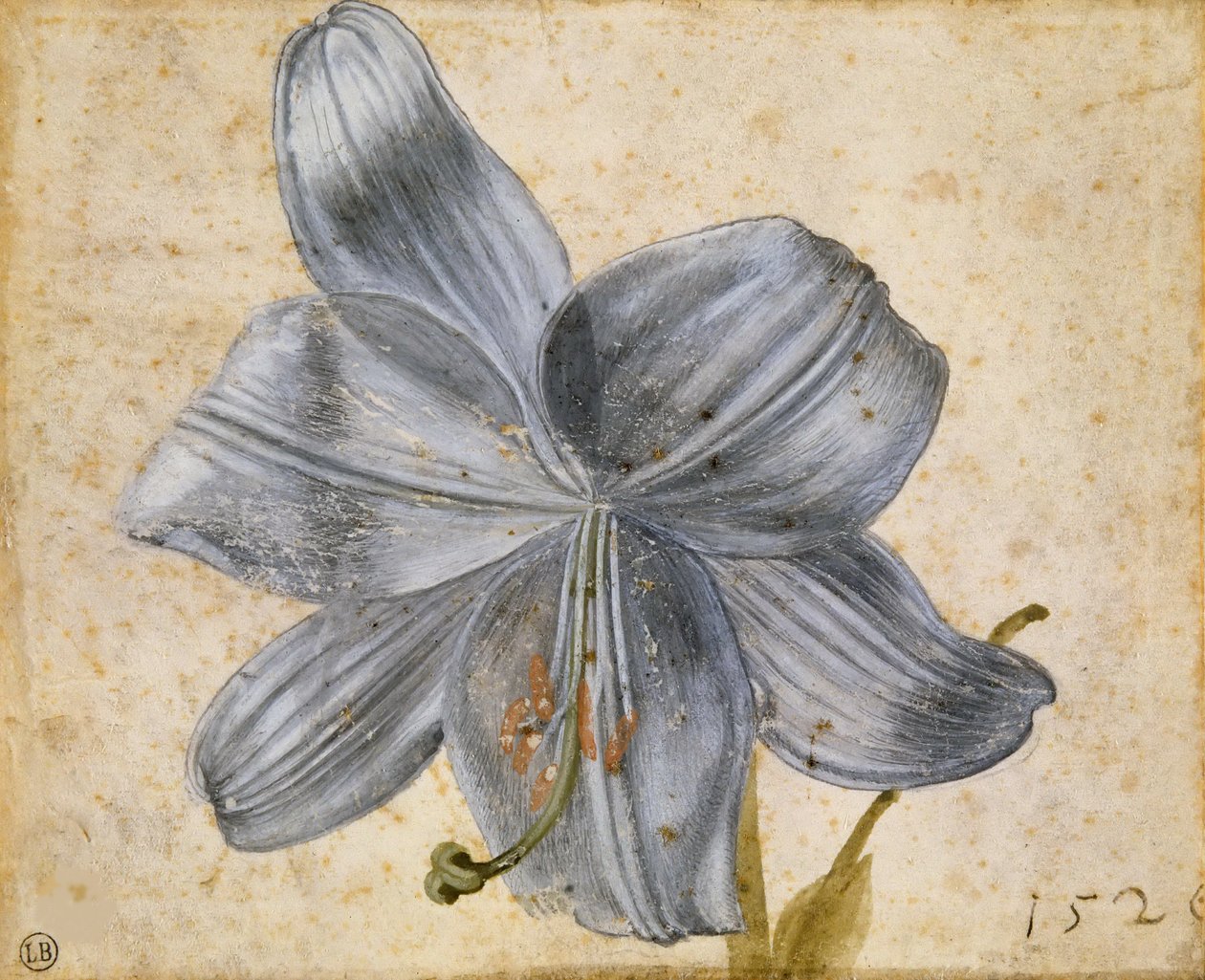 Studie av en lilja, 1526. av Albrecht Dürer