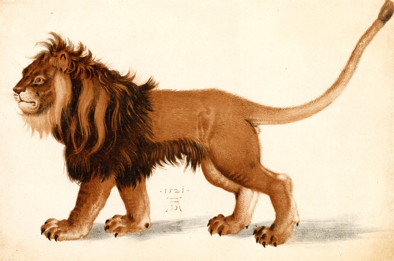 Studie av ett lejon av Albrecht Dürer