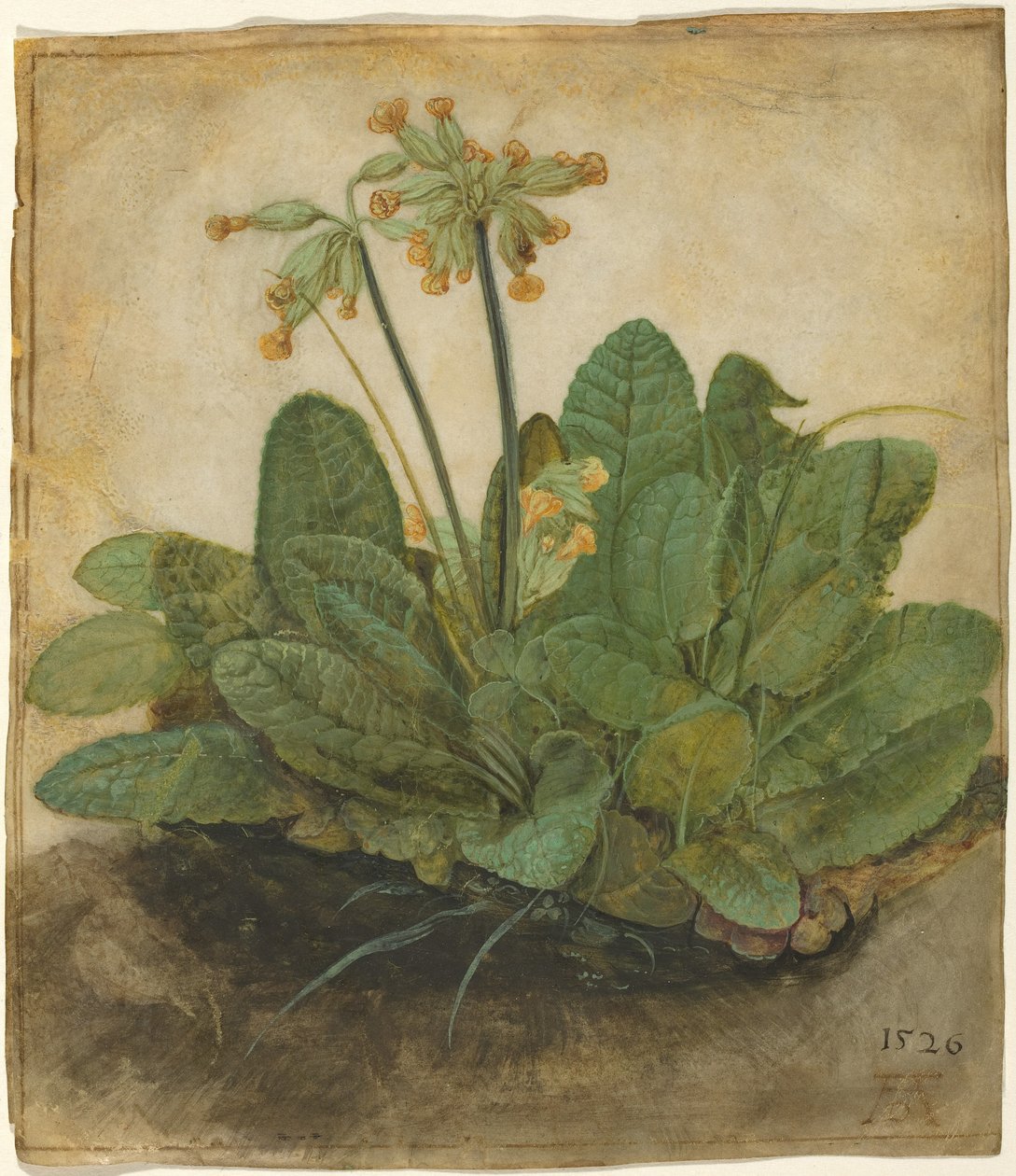 Tuft of Cowslips av Albrecht Dürer