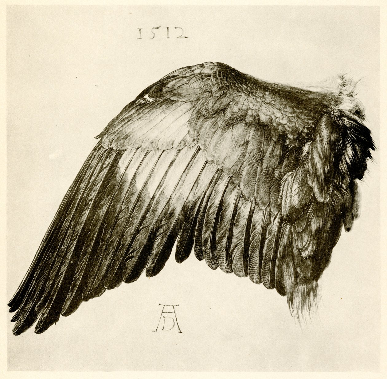 Vinge av en blå rulle av Albrecht Dürer