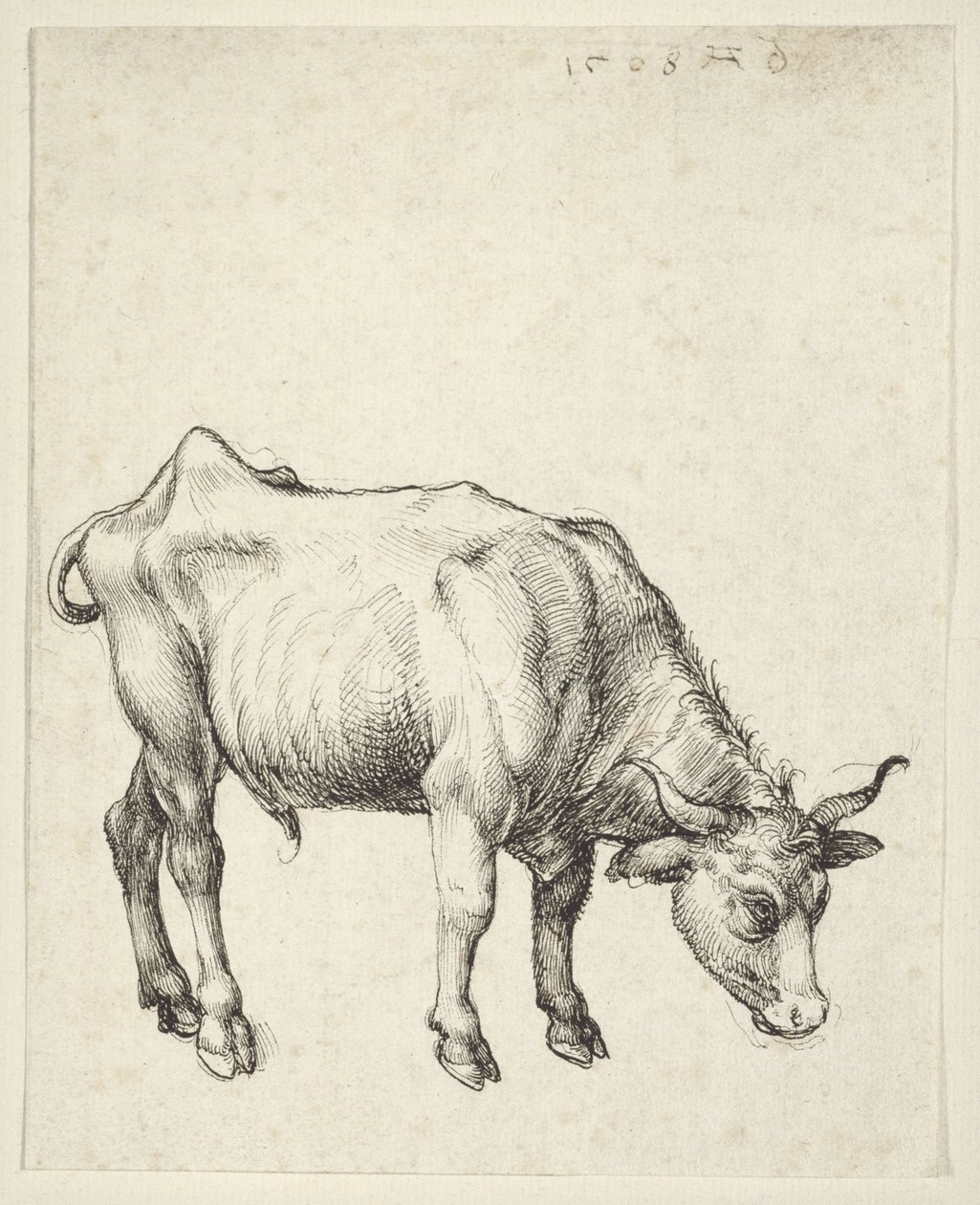 Ung tjur av Albrecht Dürer