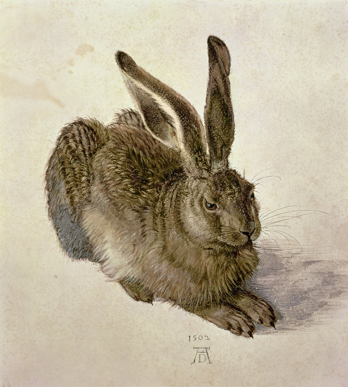 Ung hare av Albrecht Dürer