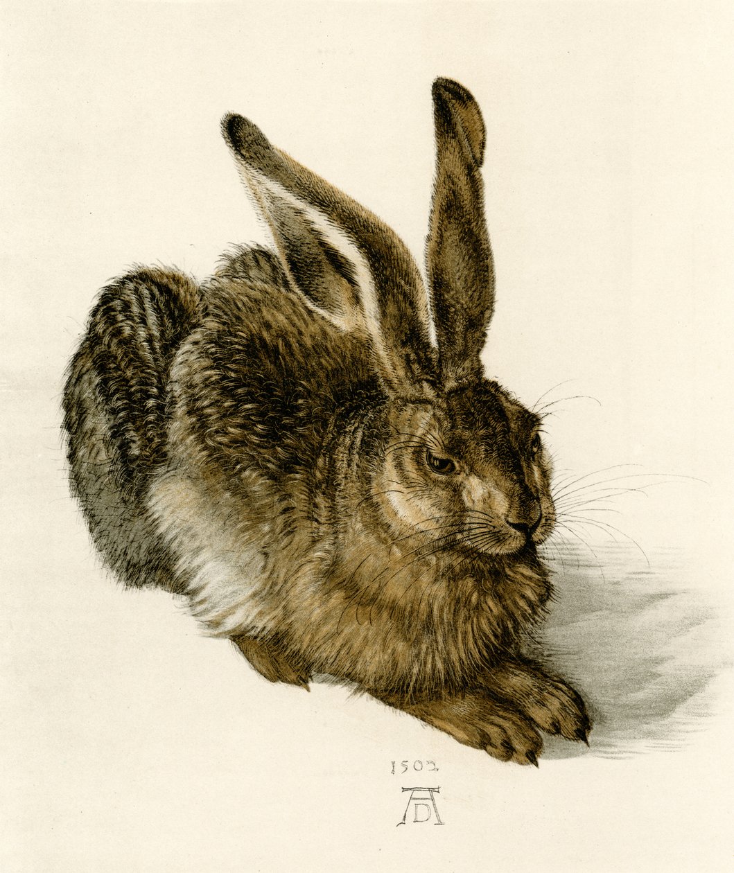 Ung hare av Albrecht Dürer