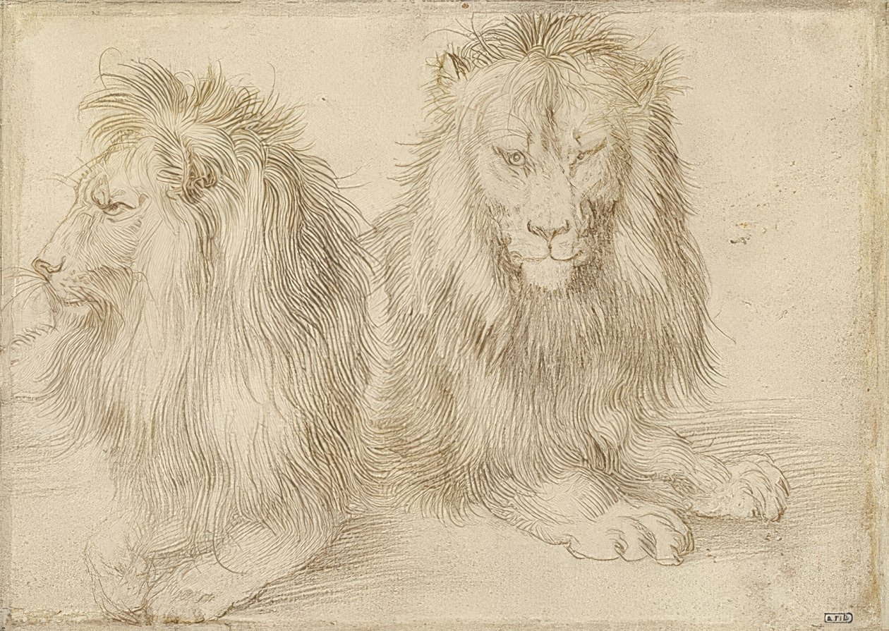 Två liggande lejon. 1521 av Albrecht Dürer