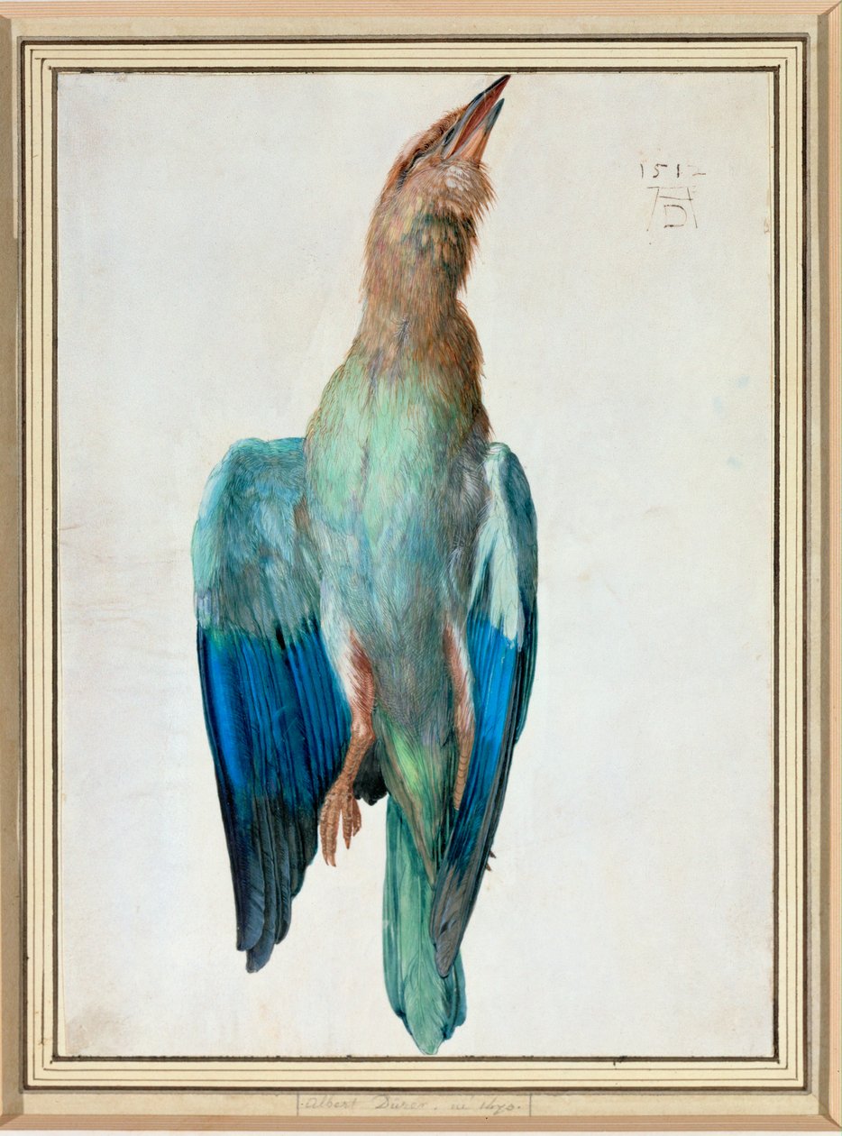 Blå rulle av Albrecht Dürer or Duerer