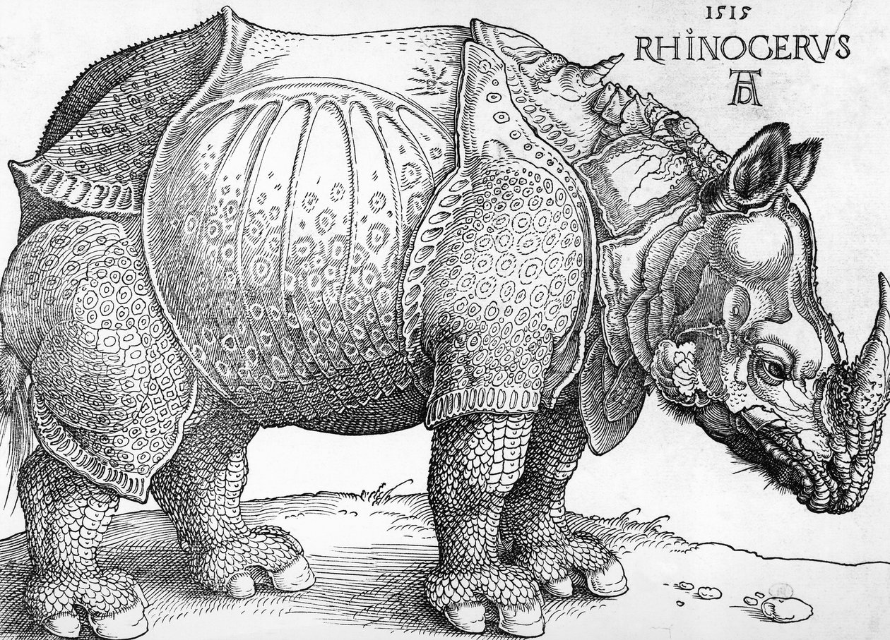 Noshörning av Albrecht Dürer
