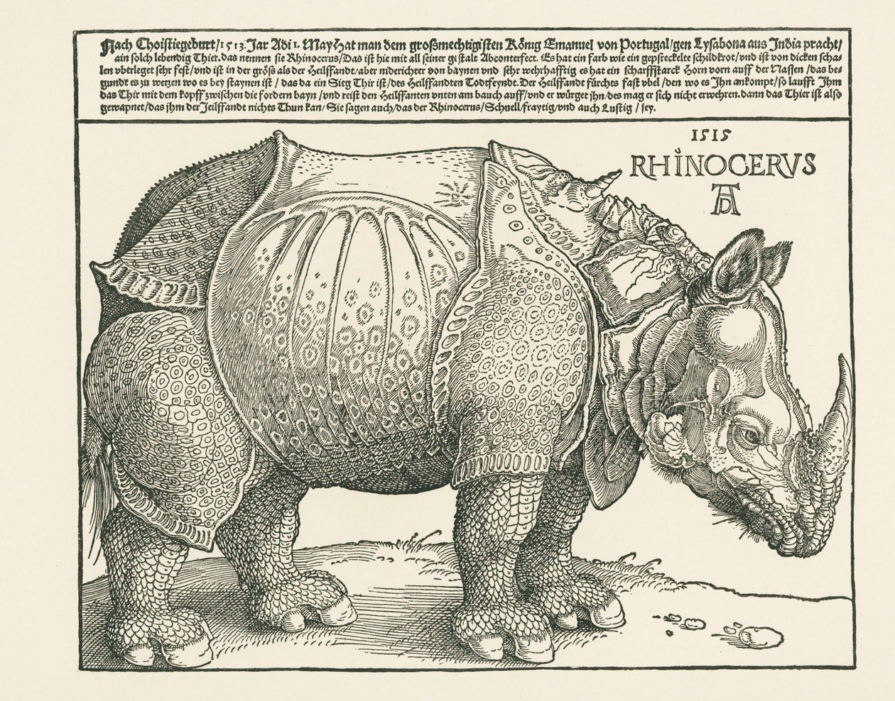 Noshörningen av Albrecht Dürer or Duerer