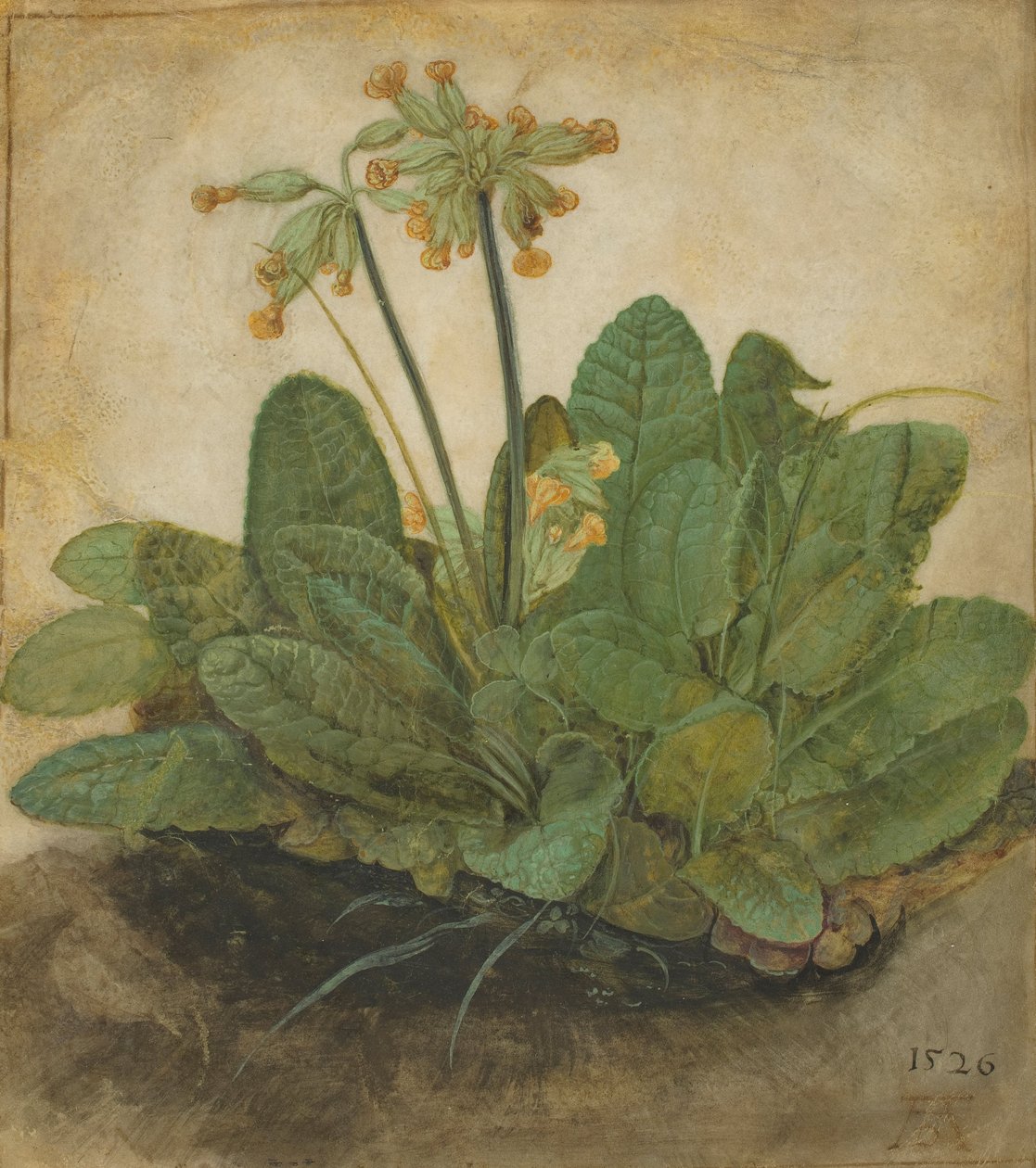 Tuft of Cowslips, 1526 av Albrecht Dürer