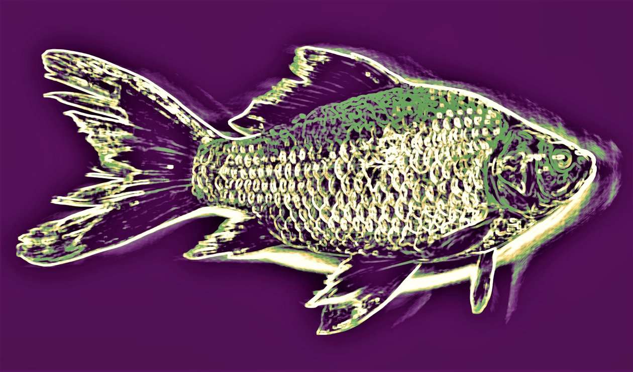 Fisk, 2019, (fotografi) av Alex Caminker