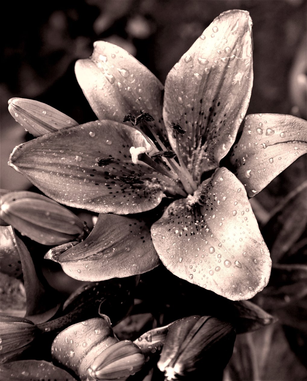 Silver, 2019, (fotografi) av Alex Caminker