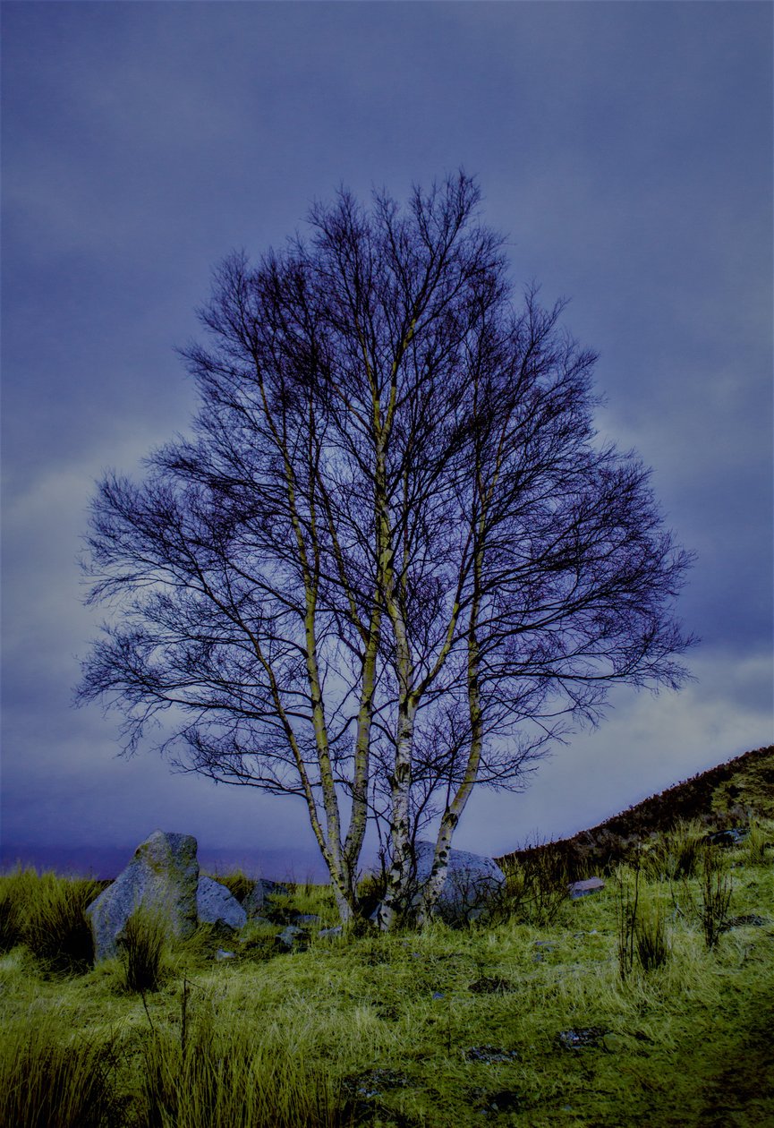 Tvåfärgat landskap, 2019, (fotografi) av Alex Caminker