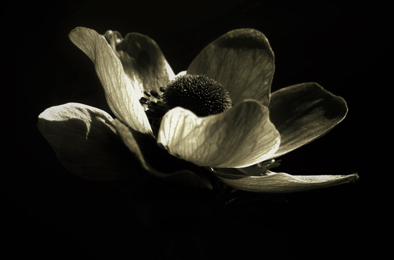 Namnlös, 2019, (fotografi) av Alex Caminker
