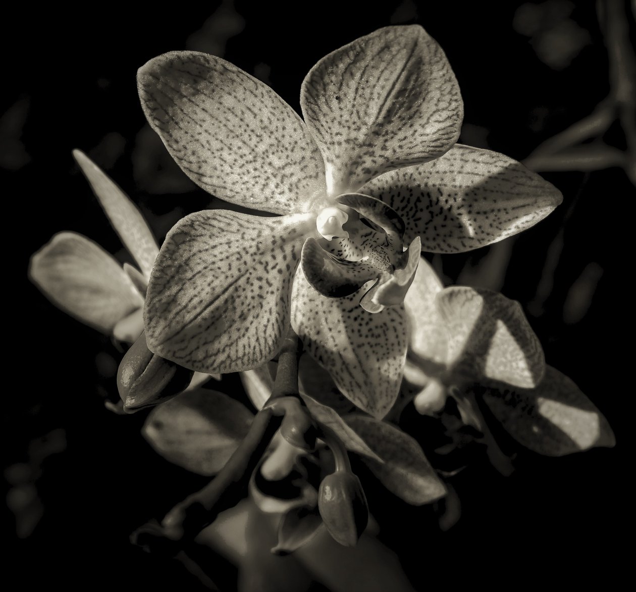 en annan värld, 2019, (fotografi) av Alex Caminker