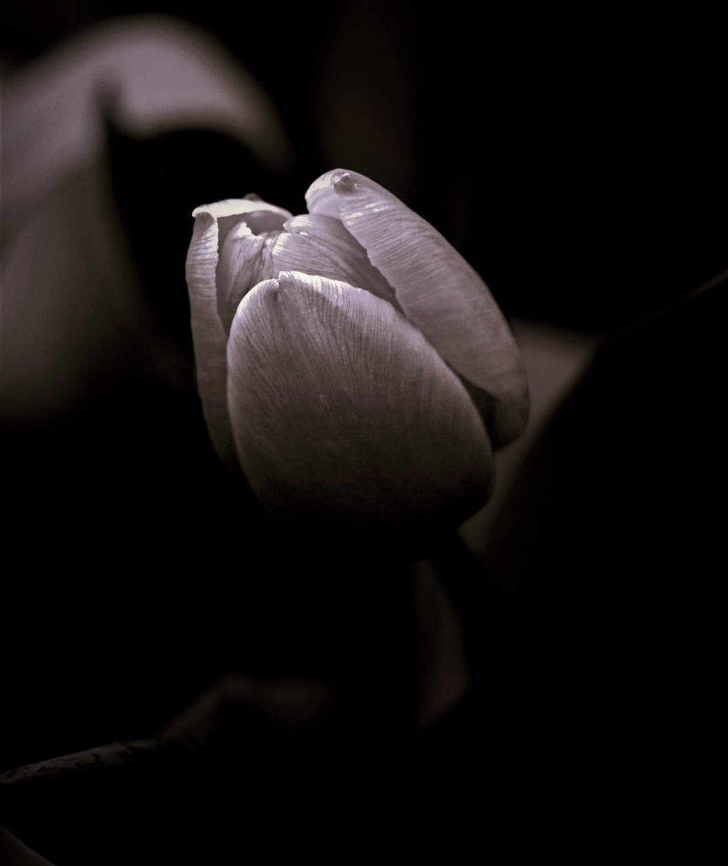 knapp, 2019, (fotografi) av Alex Caminker