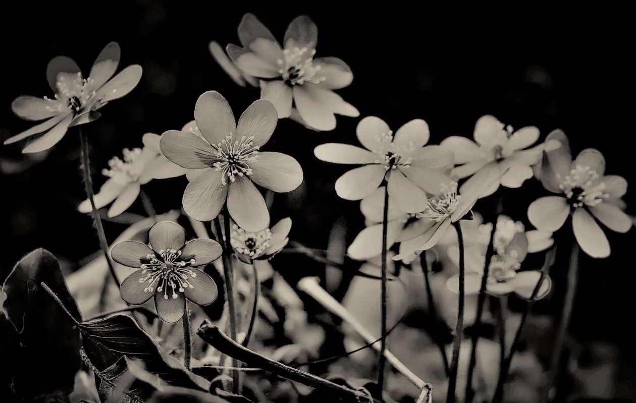 kör, 2019, (fotografi) av Alex Caminker