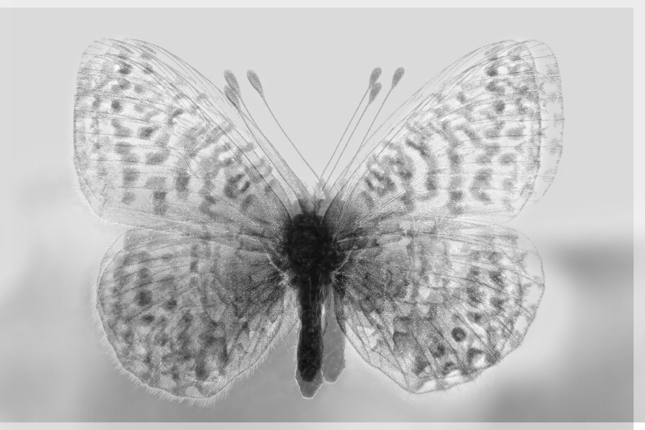 clarity butterfly, 2019, (blandade media) av Alex Caminker