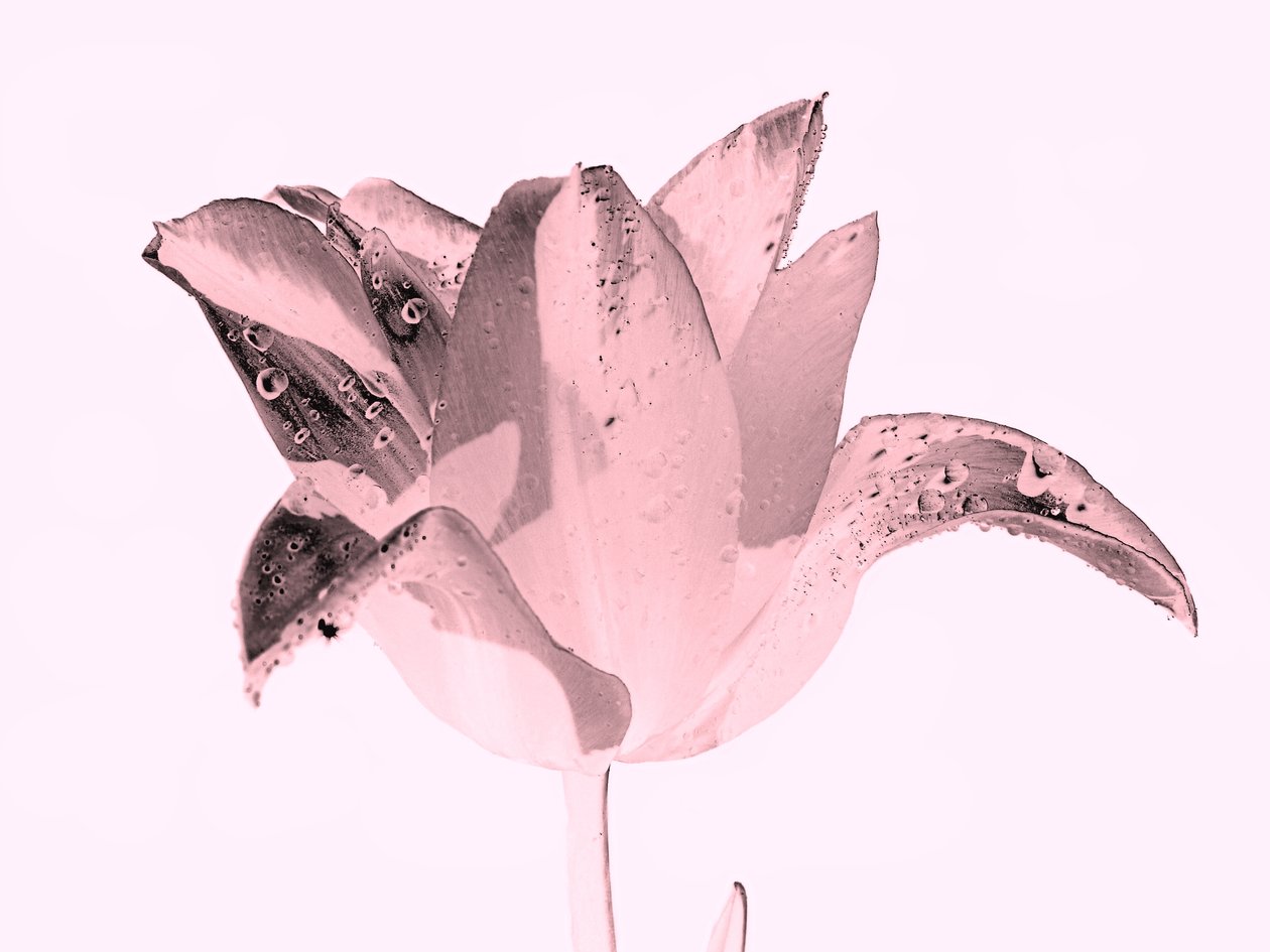 kristallrosa blomma, 2019, (fotografi) av Alex Caminker