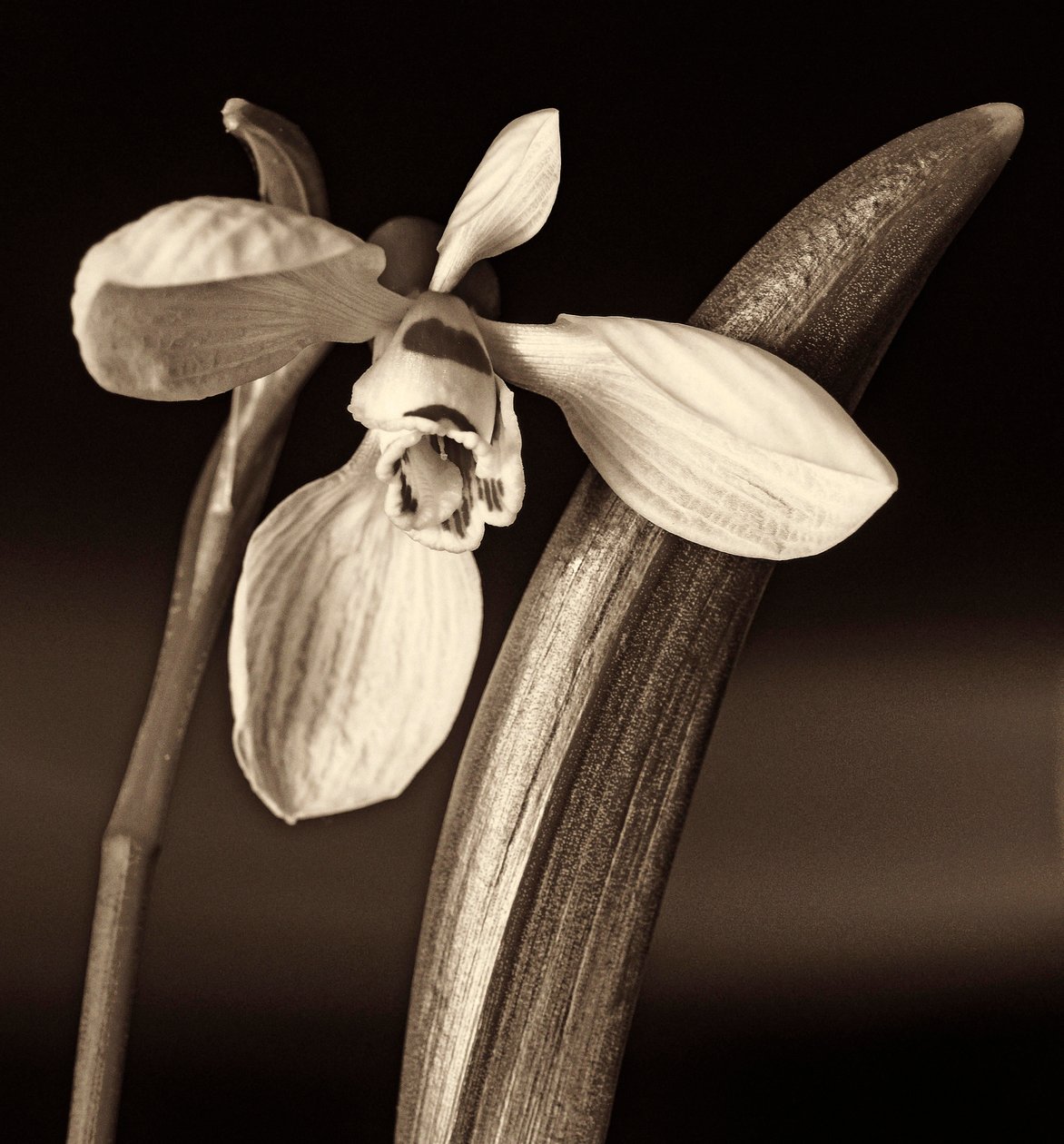 naturens sammansättning, 2019, (fotografi) av Alex Caminker