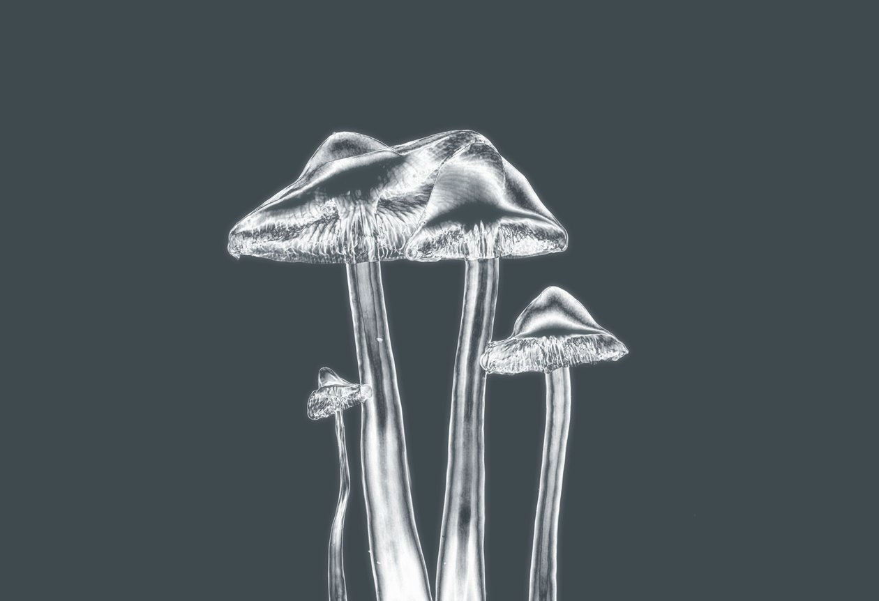 silver svampar, 2019, (fotografi) av Alex Caminker