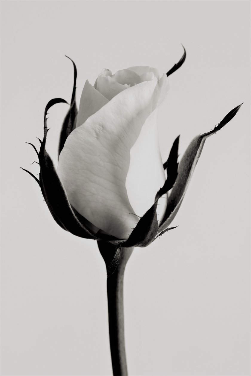 vit ros, 2019, (fotografi) av Alex Caminker