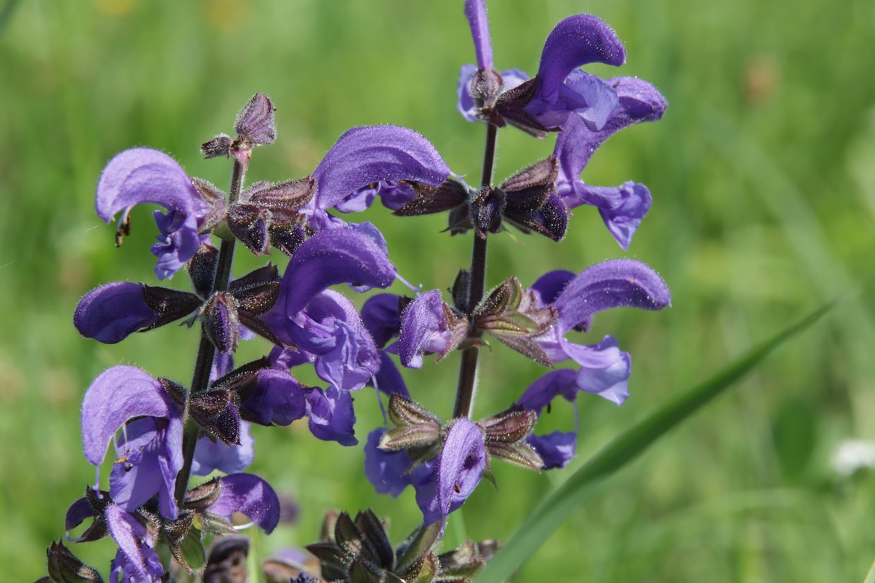 Vildblomma av Alexandra Joseph