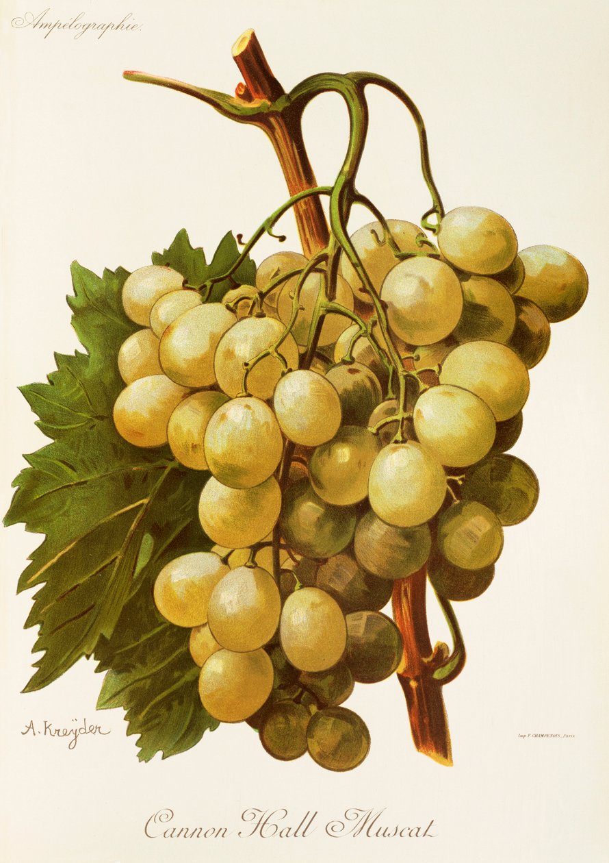 Cannon Hall Muscat druva av A. Kreyder av Alexis Kreyder