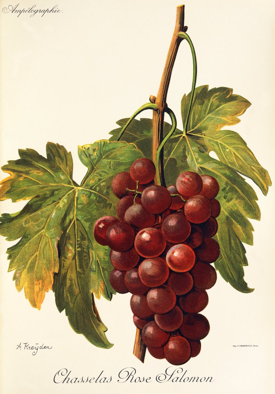 Chasselas Rose Salomon druva av A. Kreyder av Alexis Kreyder