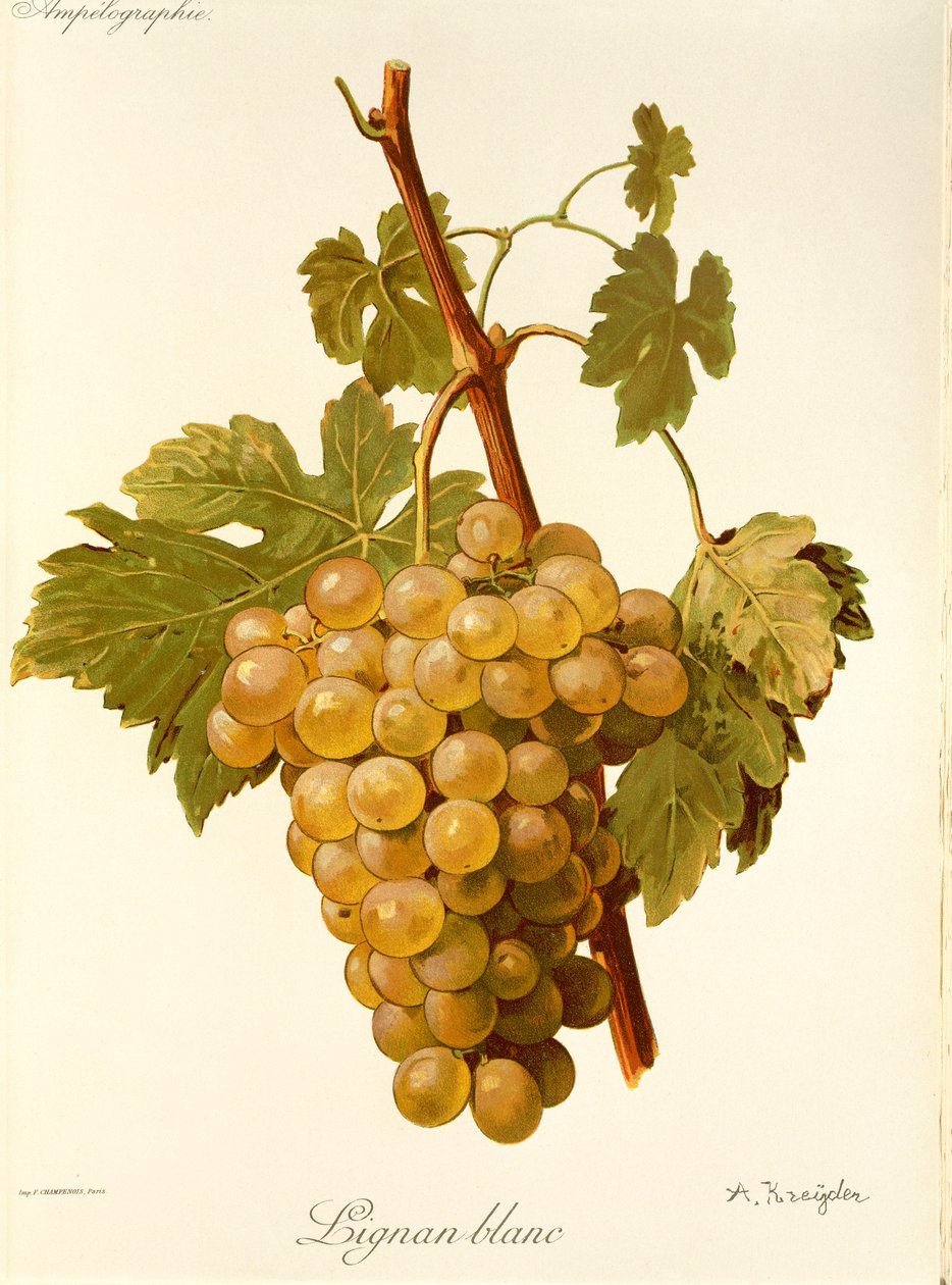 Lignan Blanc druva av A. Kreyder av Alexis Kreyder