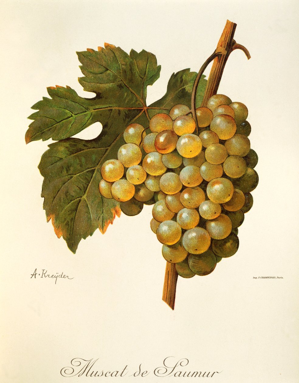 Muscat de Saumur druva av A Kreyder av Alexis Kreyder