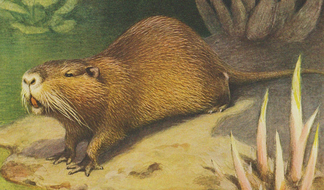 Coypu c.1900 av Alfred Brehm