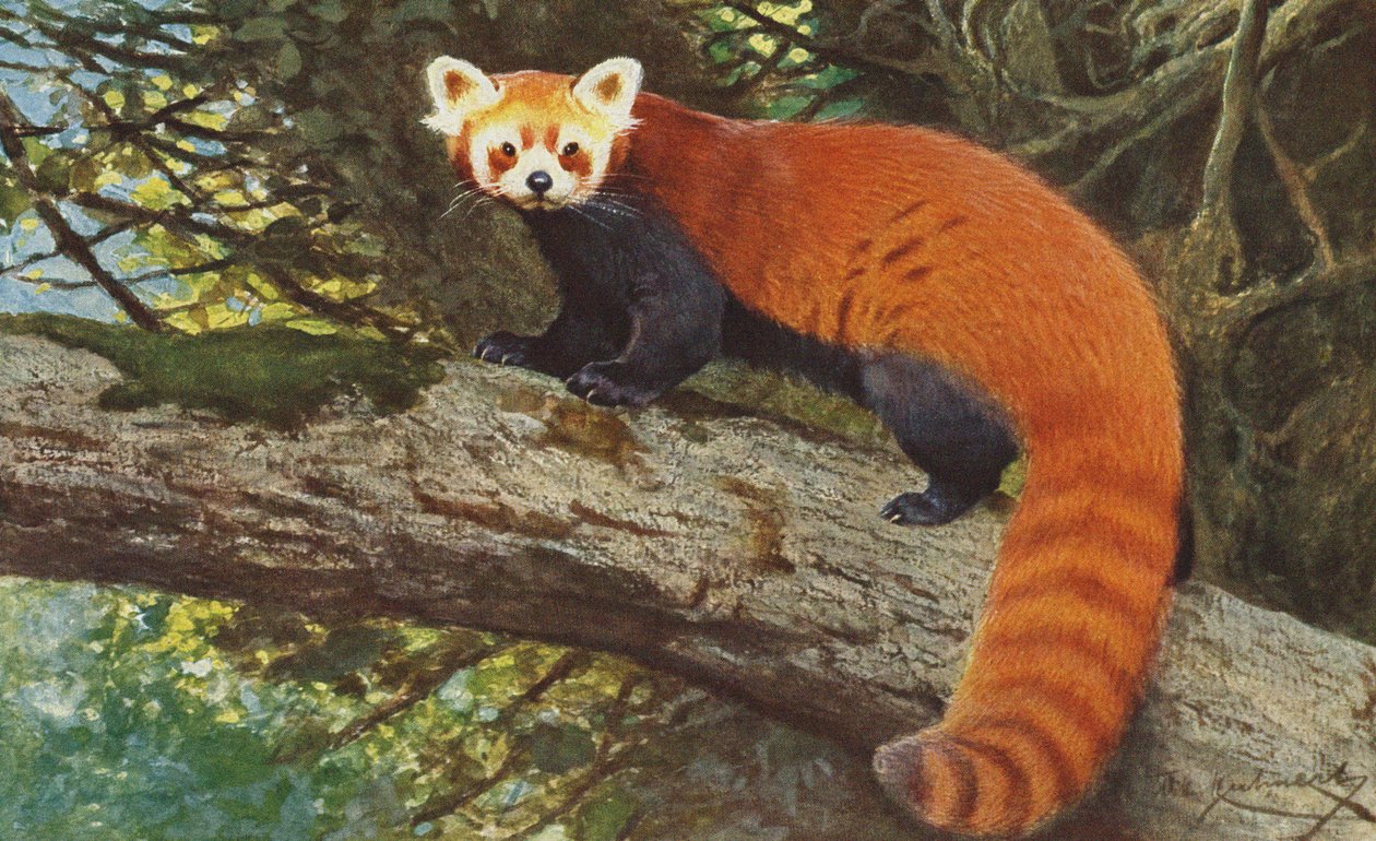 Röd panda c.1900 av Alfred Brehm