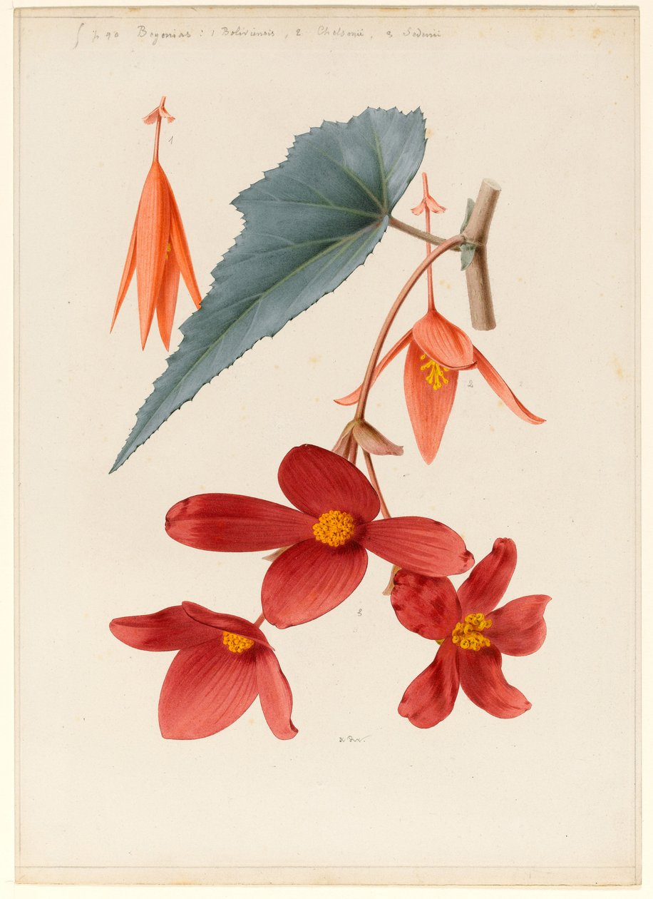 Analytisk teckning av en blomma, blad och ett grenavsnitt (wc und bodycolour på kartong) av Alfred Riocreux