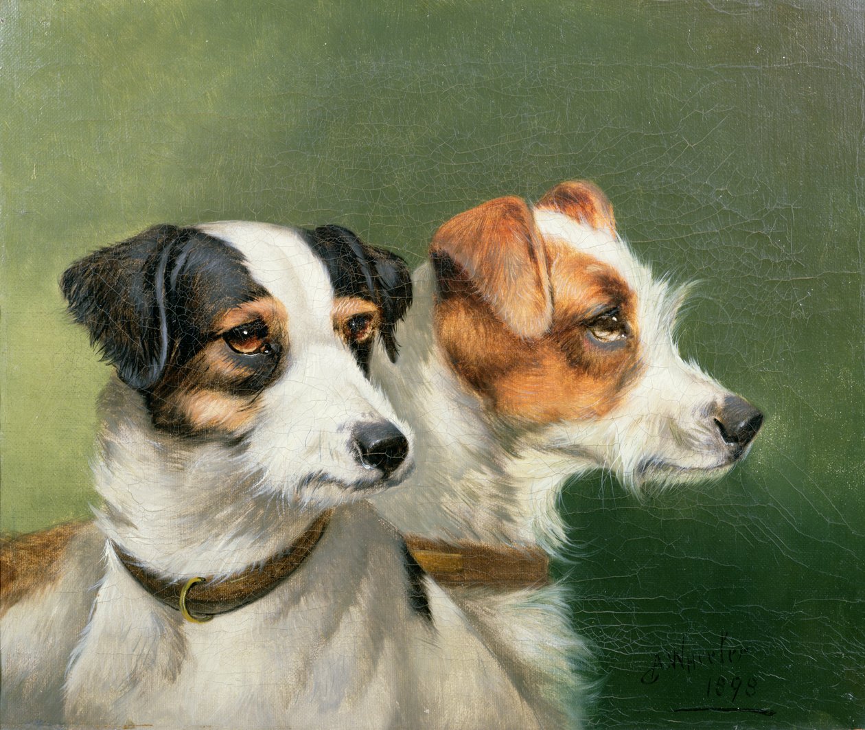 Två foxterrier, 1898 av John Alfred Wheeler