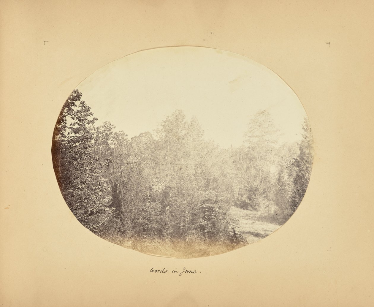 Skogen i juni av Alfred Booth