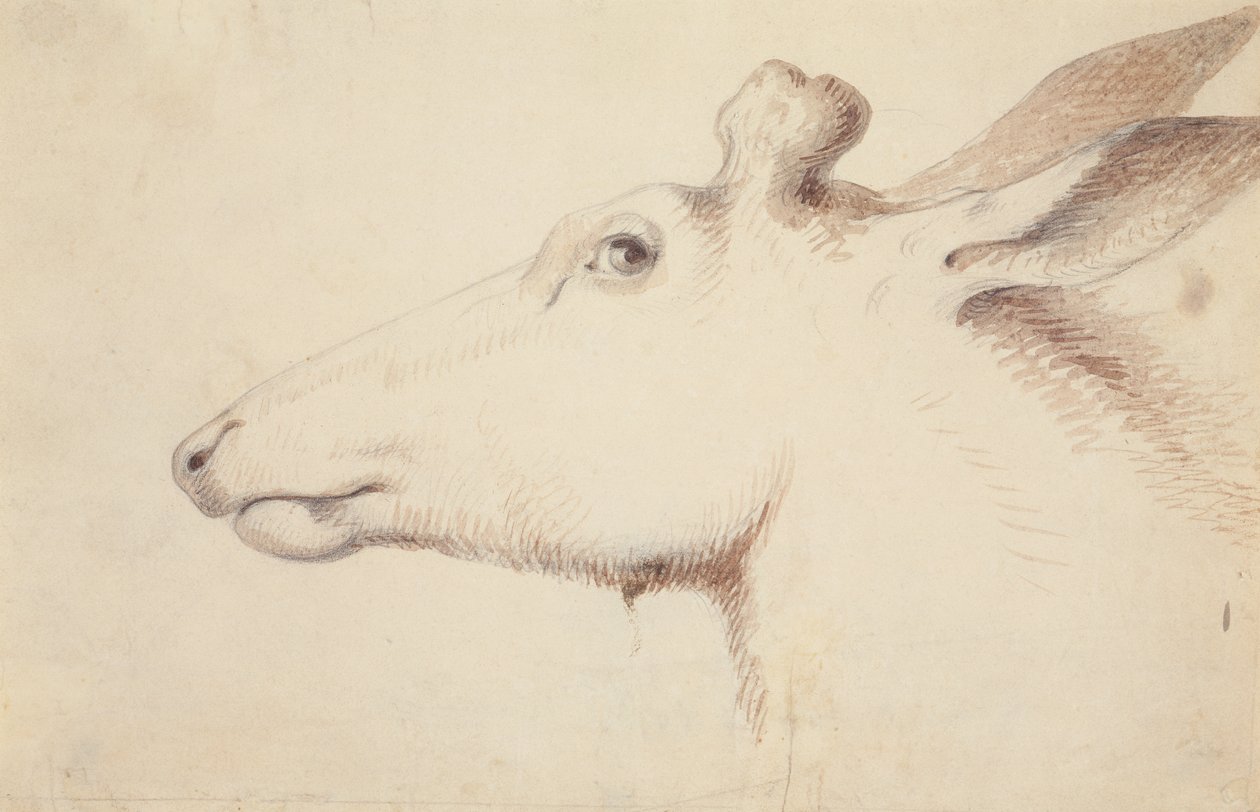 Älg. c.1837 (teckning) av Alfred Jacob Miller