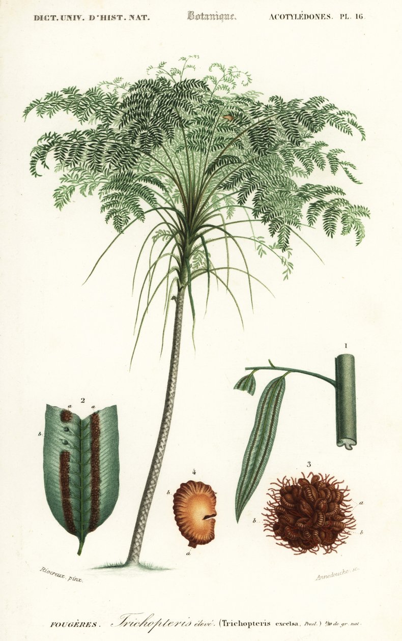Trädfern, Cyathea species., 1849 (gravyr) av Alfred Riocreux