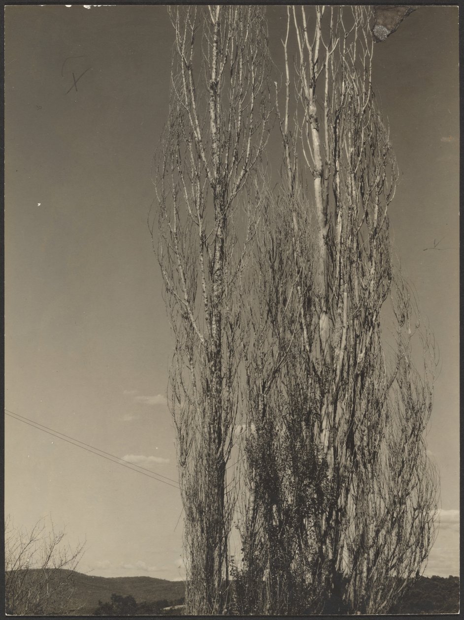 [Döende popplar, Lake George] av Alfred Stieglitz