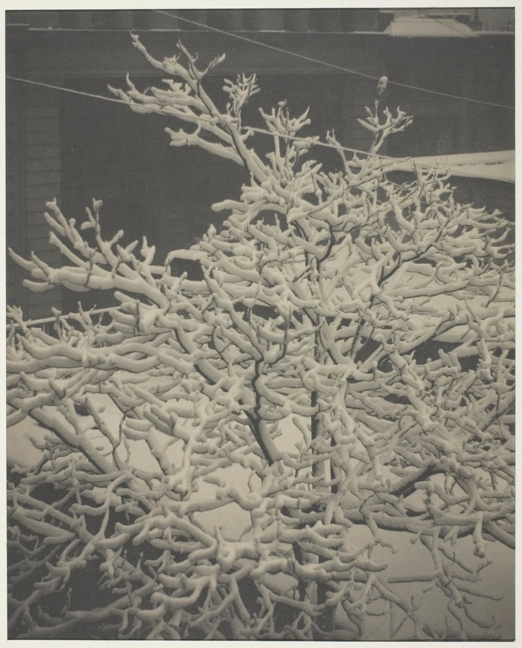 Från bakfönstret "291" snötäckt träd, bakgård av Alfred Stieglitz