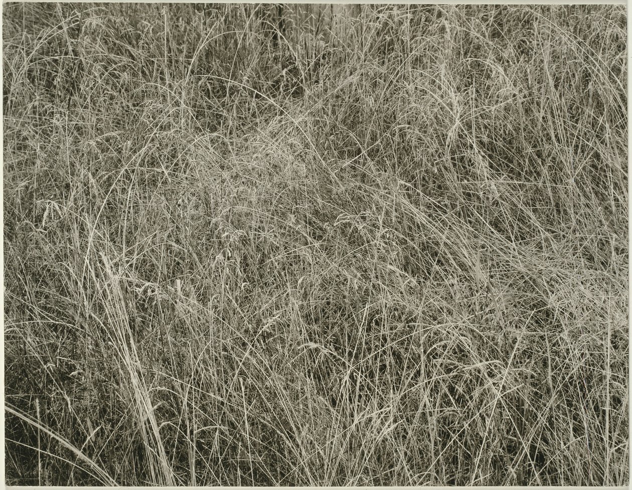 Gräs, 1933. av Alfred Stieglitz
