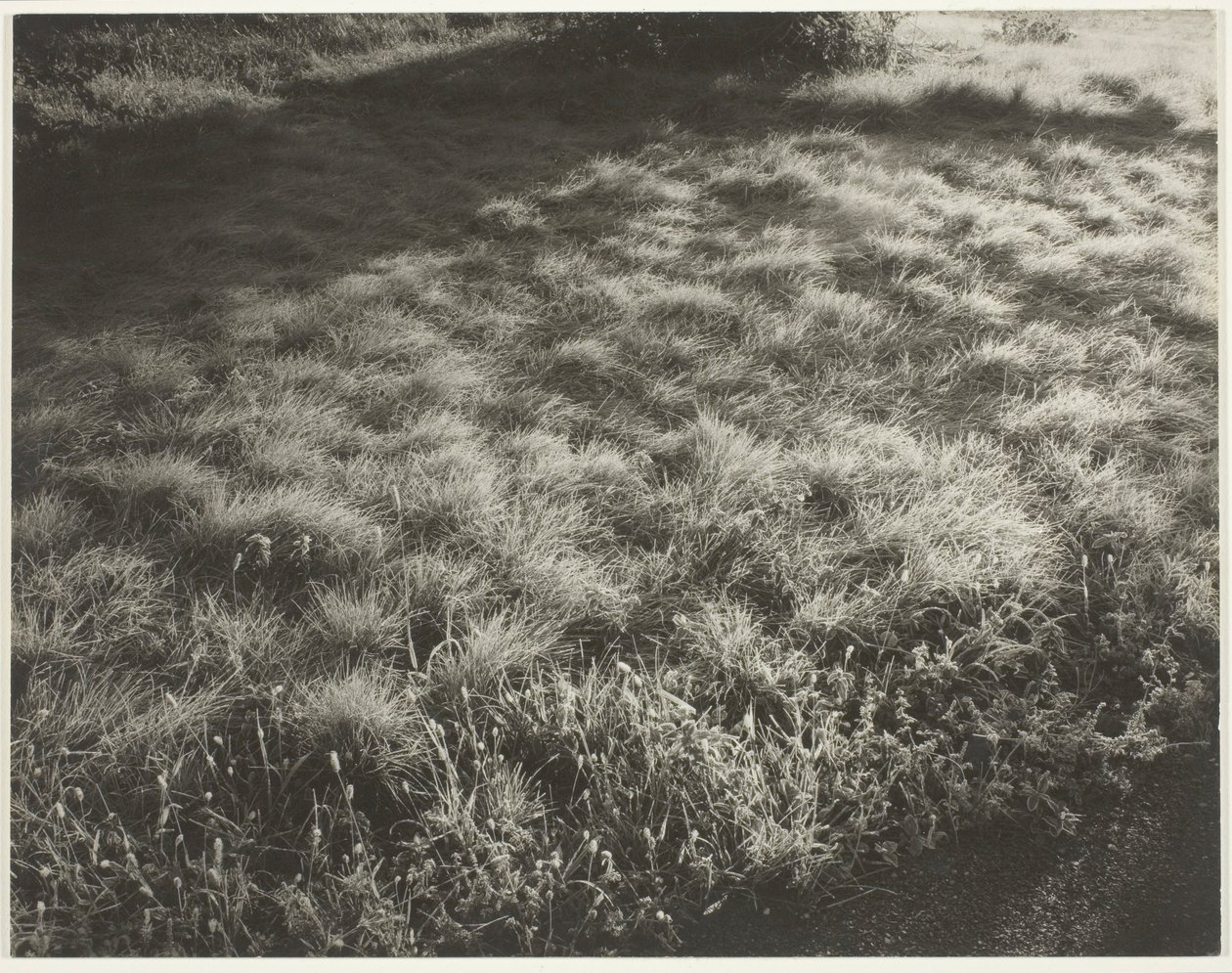 Gräs och frost av Alfred Stieglitz