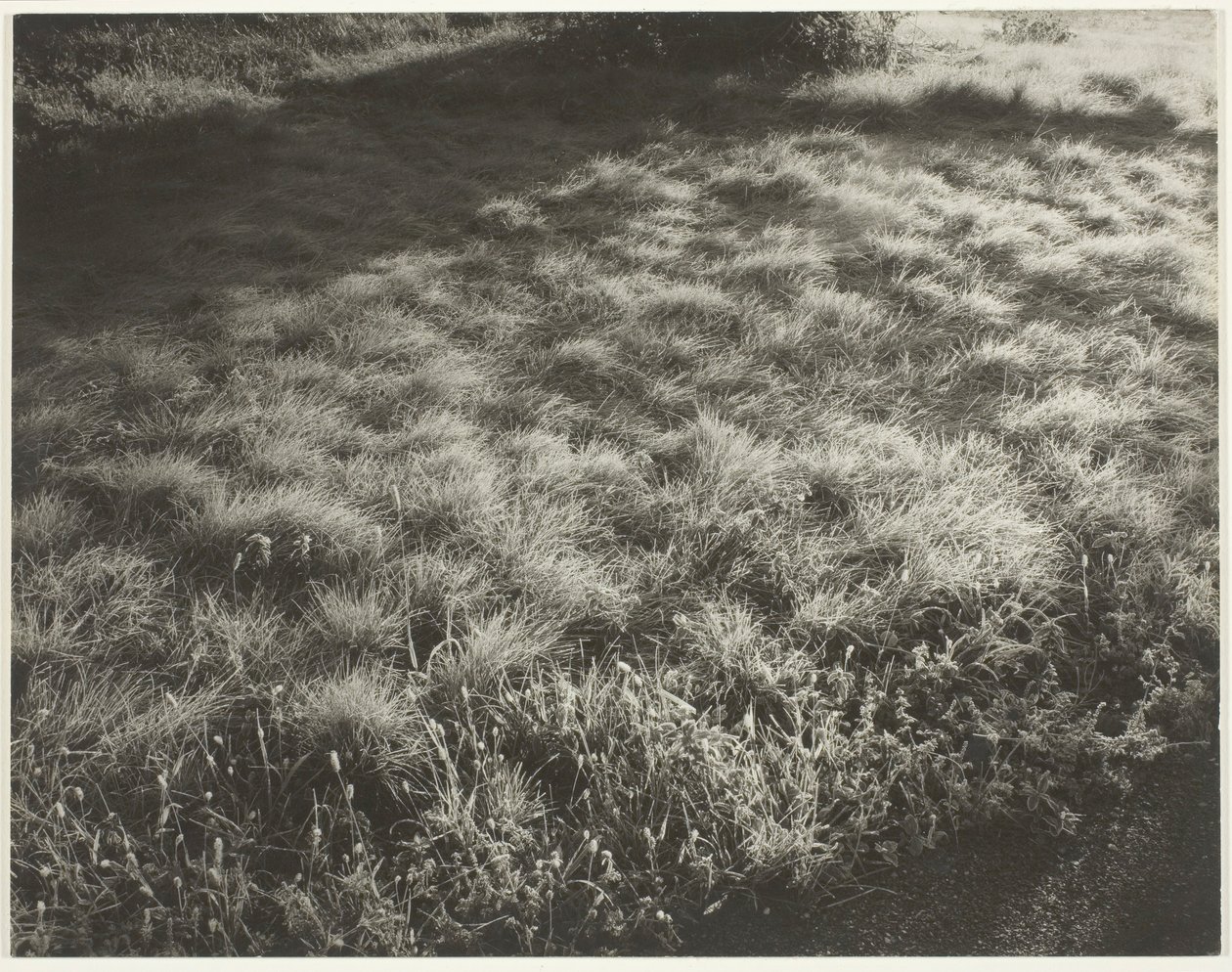 Gräs och frost, 1934. av Alfred Stieglitz