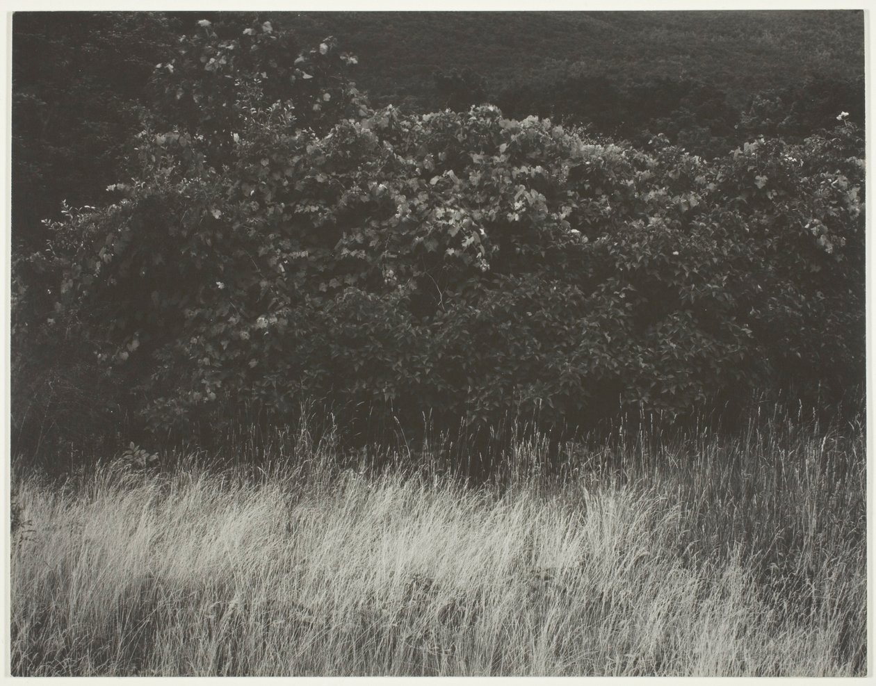 Häck och gräs - Lake George av Alfred Stieglitz