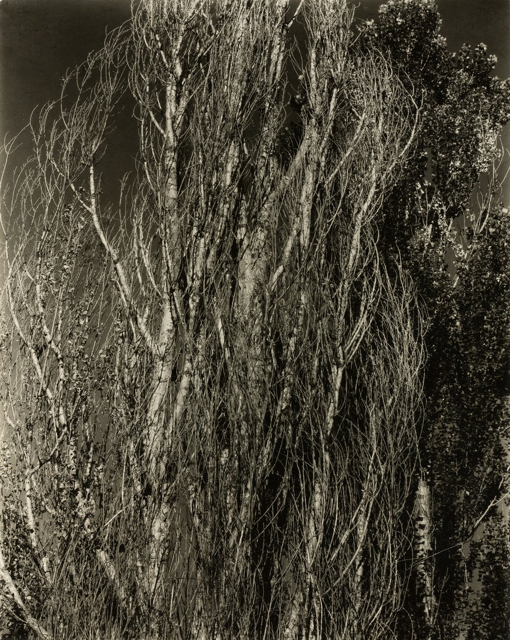 Poplar — Lake George av Alfred Stieglitz
