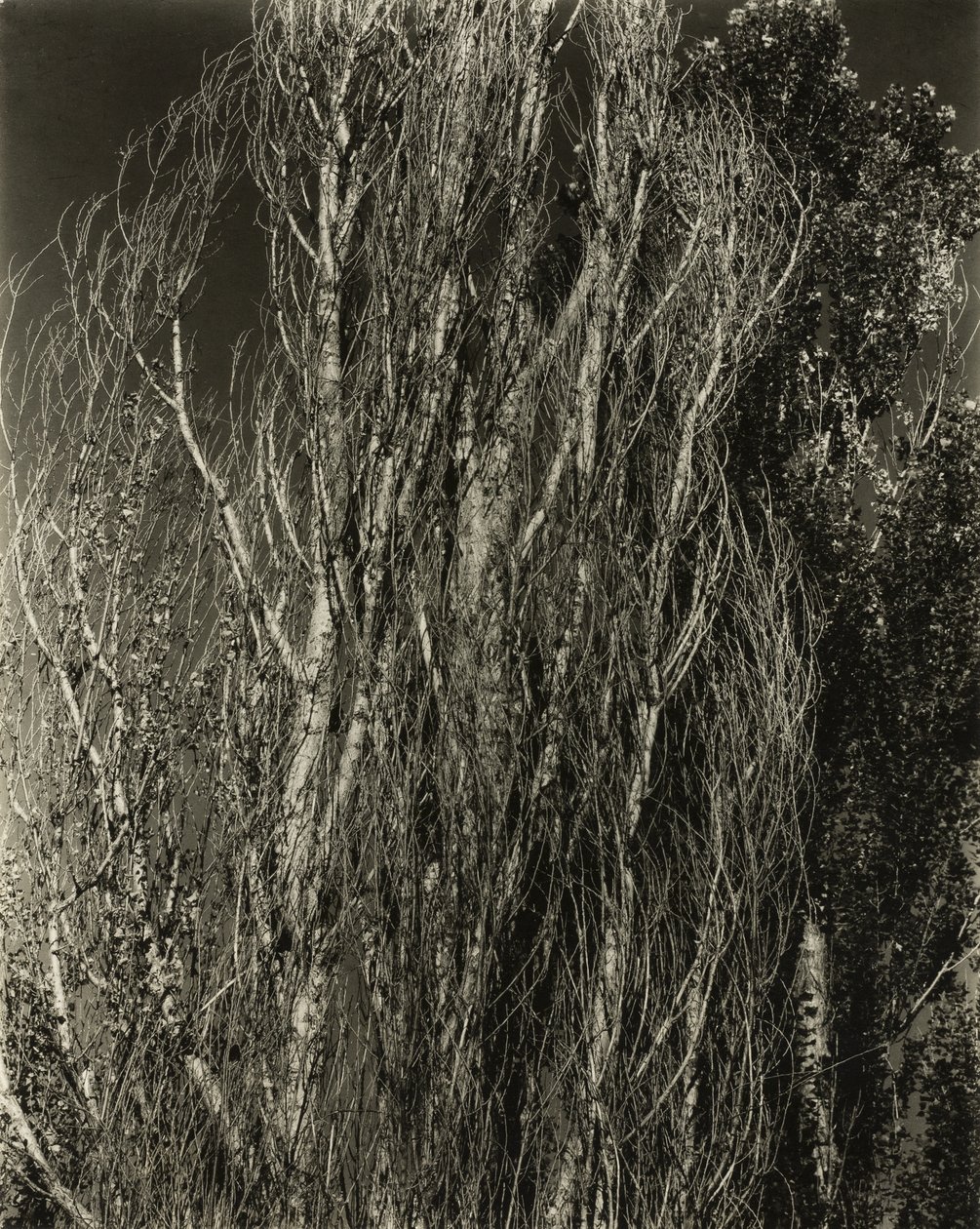 Poplar - Lake George av Alfred Stieglitz