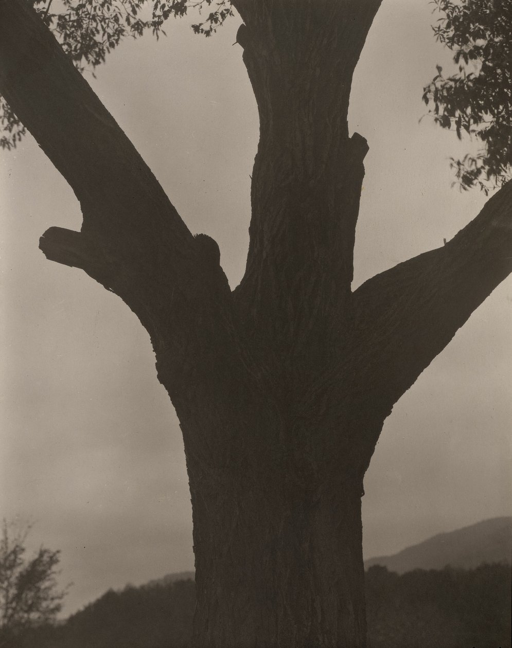 Den döende kastanjen av Alfred Stieglitz