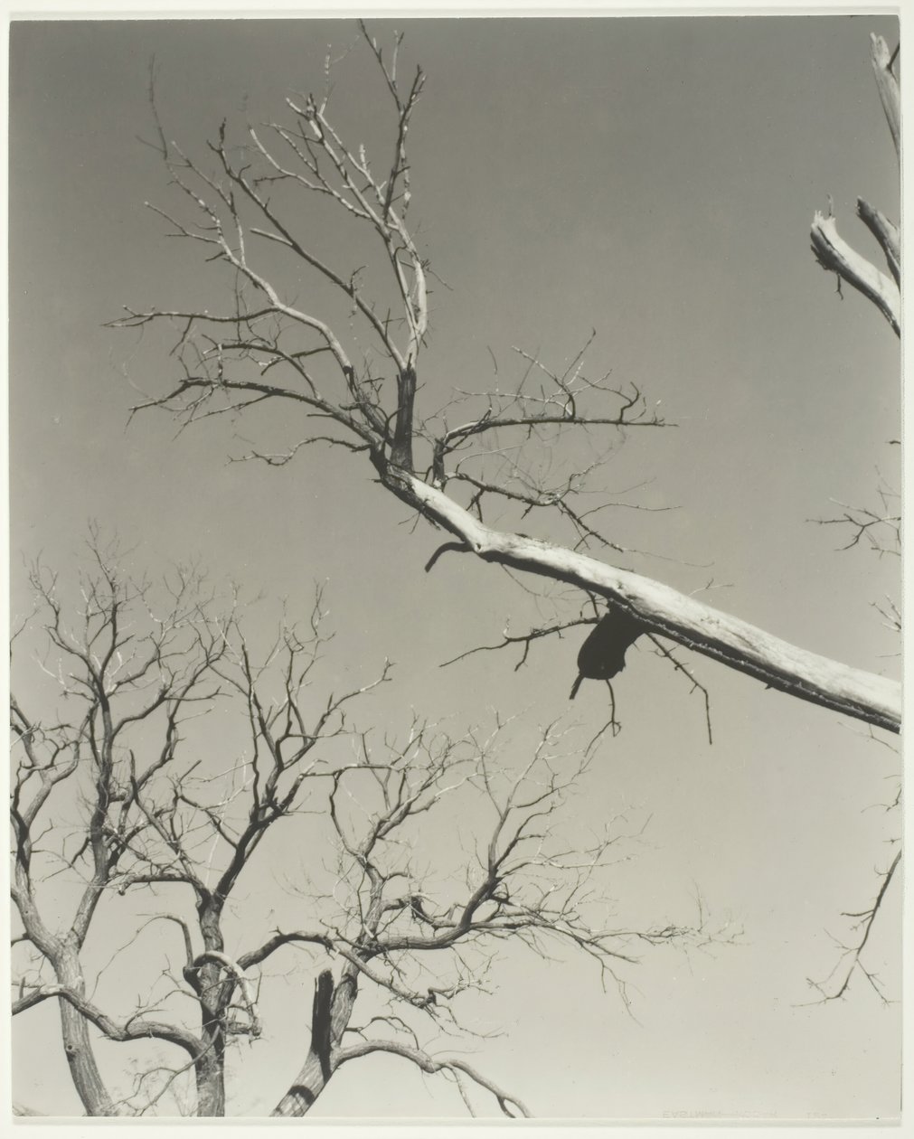 Det döende kastanjeträdet – min lärare, 1927. av Alfred Stieglitz