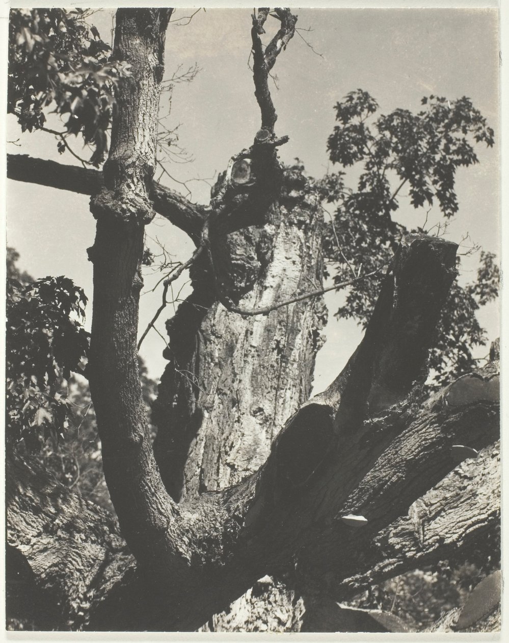 Den gamla lönnen—Lake George av Alfred Stieglitz