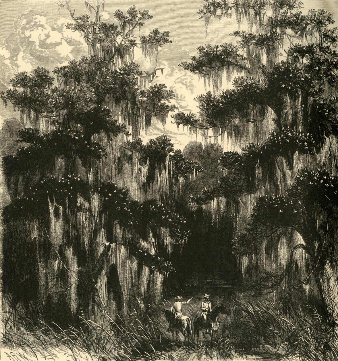 "Magnolia Swamp", 1872. av Alfred Rudolph Waud