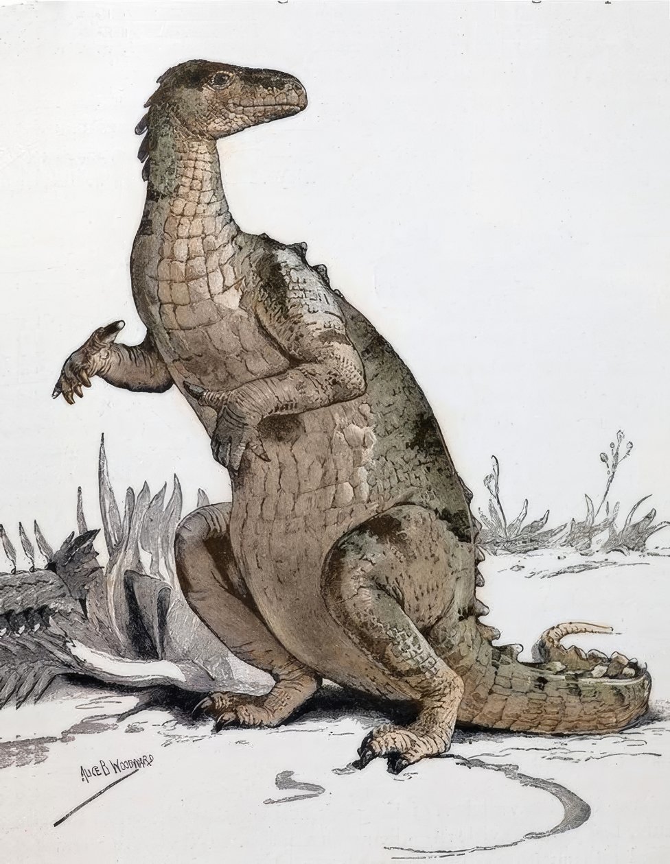 Iguanodon av Alice Bolingbroke Woodward