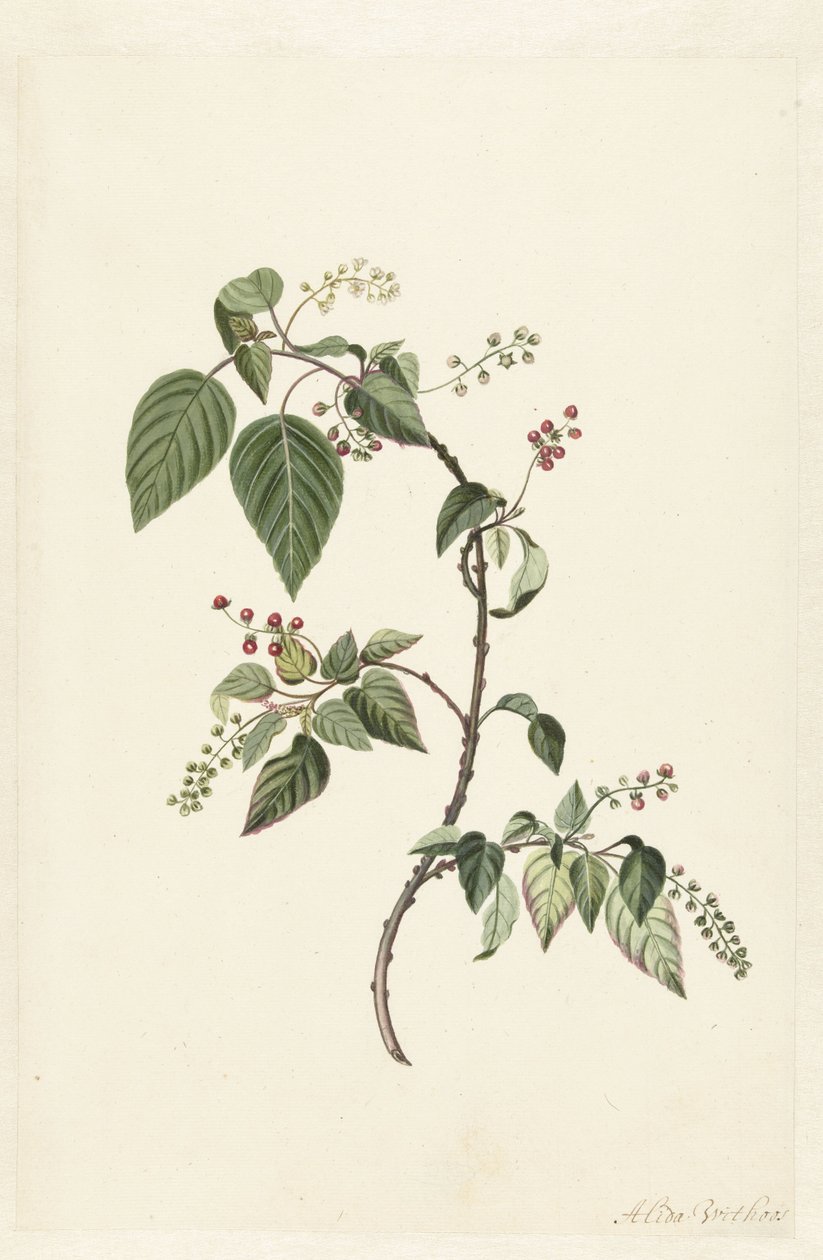 Nandina (Nandina domestica) av Alida Withoos